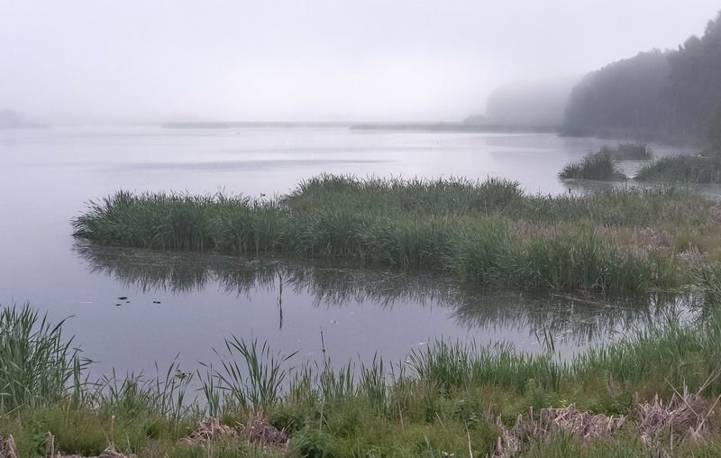 болото, утро, туман, островок Рассвет на болотеphoto preview