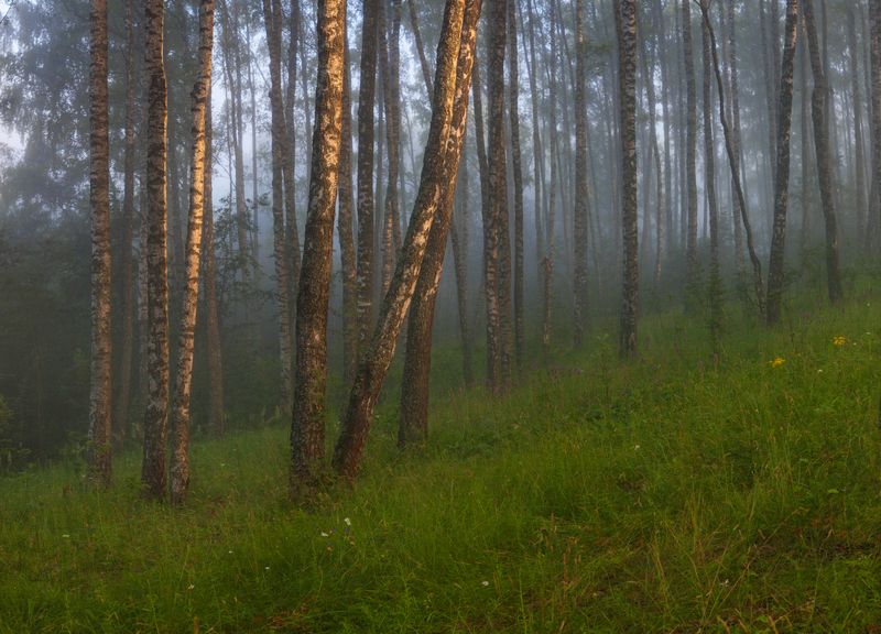 лес, рассвет , лето photo preview