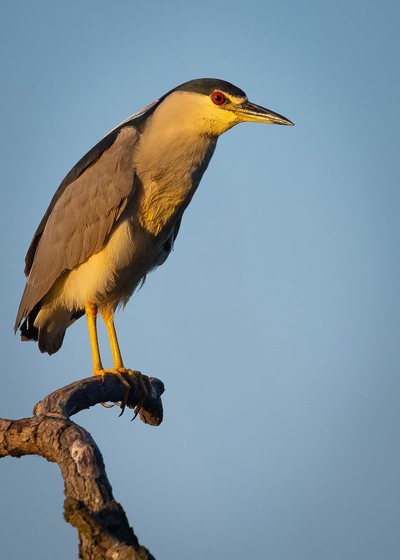 Квакваphoto preview