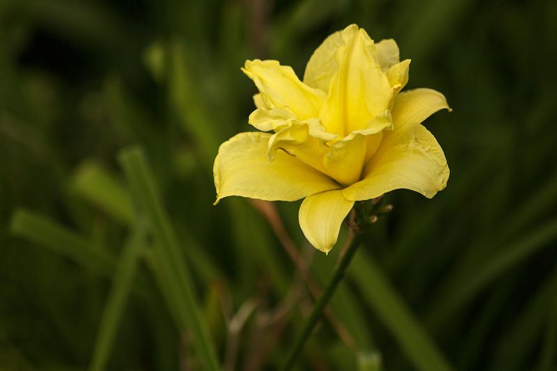 природа, цветы, крупный план, лето Лилейникиphoto preview