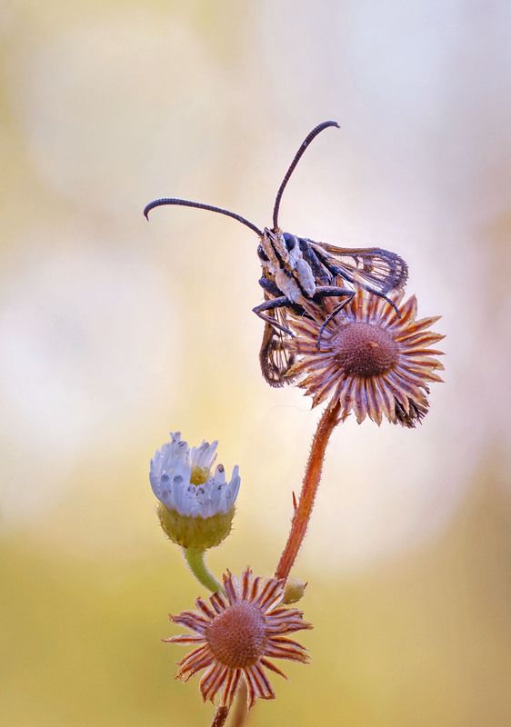 Стекляницаphoto preview