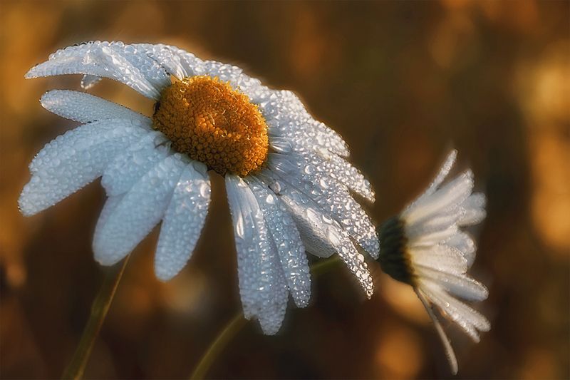 утро ромашки роса капли В утренней росеphoto preview