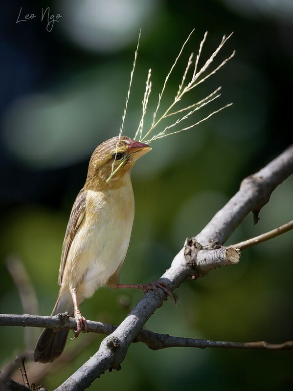 Asian Golden Weaver - Female фото превью