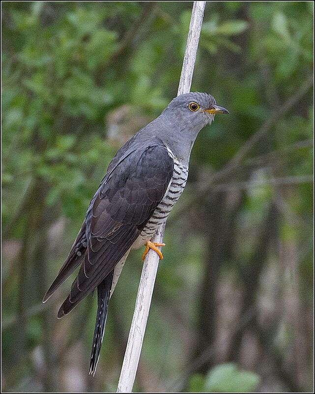 москва, июнь, парк, кукушка, птица *photo preview