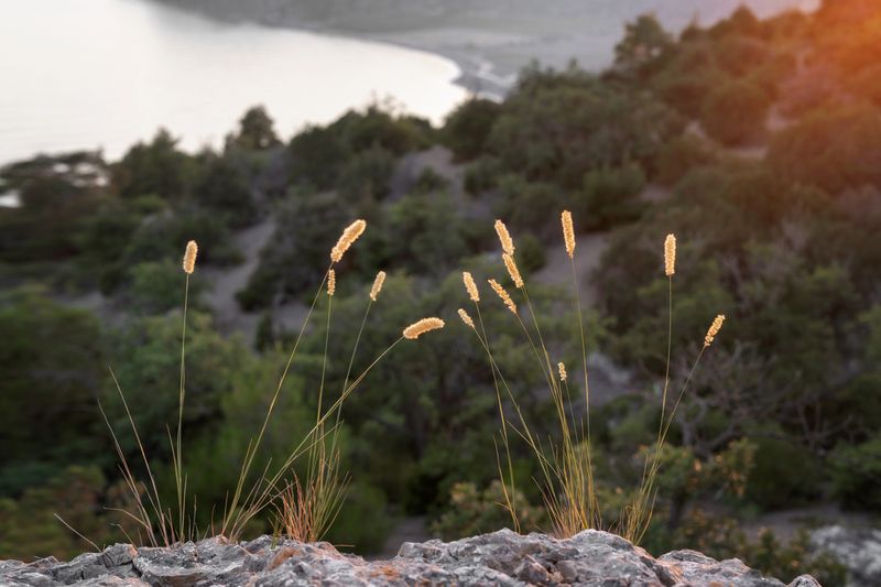 природа, трава, горы, тимофеевка, флора Горные сухоцветы фото превью