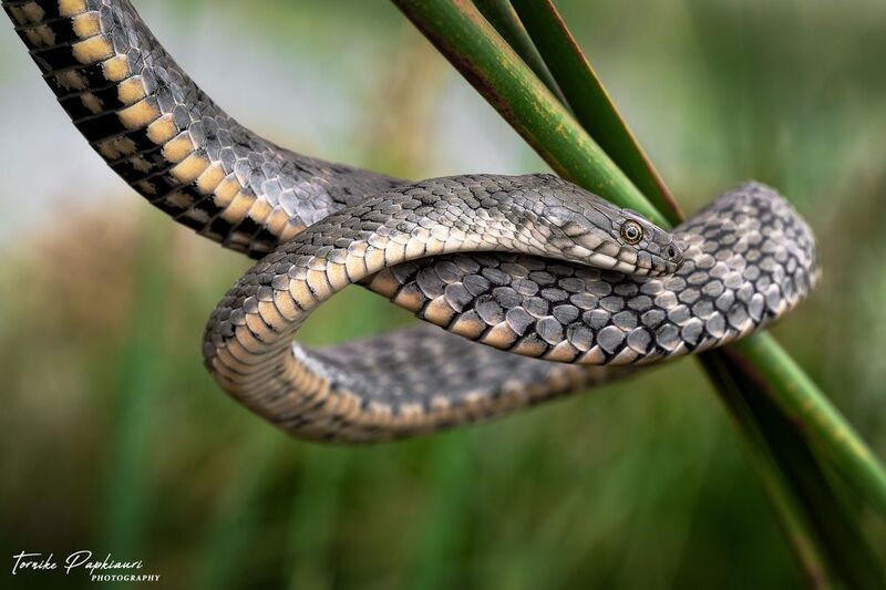 macro, snake, georgia Ужphoto preview