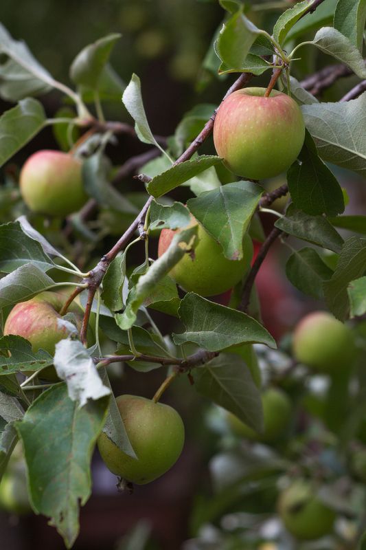 Яблоки.photo preview