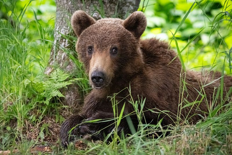 медведь, медвежонок, Камчатка, лес, тайга, хищник, зверь Ну что? Красиво я получился? Лапки видно?photo preview