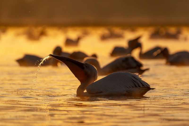 розовые пеликаны, птицы, pink pelicans, birds На рассветеphoto preview