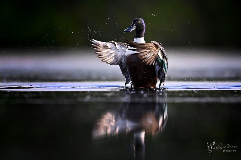 * * * фото превью