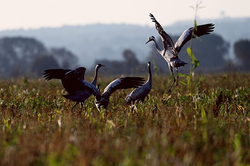 Приземлениеphoto preview