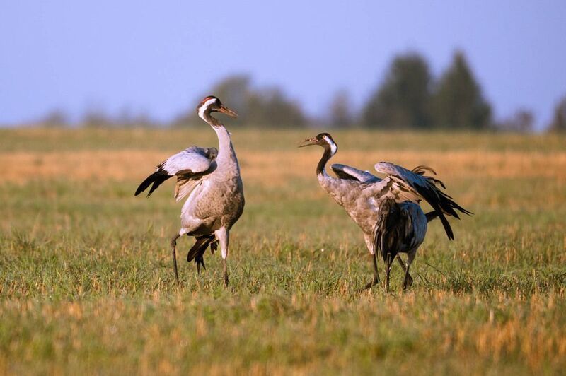 Кто главныйphoto preview