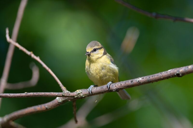 лазоревка, синица, синичка, птица, птицы, лето, лес, природа, фотоохота, санкт-петербург, петербург, спб Лазоревкаphoto preview