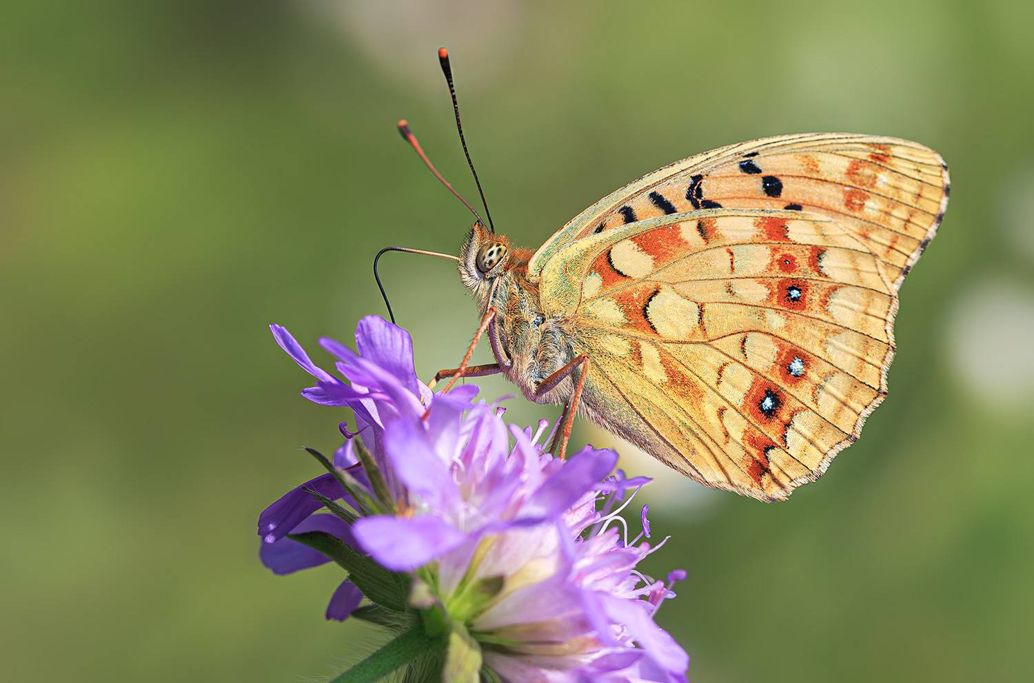 насекомые, бабочка, нимфалида, перламутровка, красная, адиппа,   лето, июль, Борис Новиков