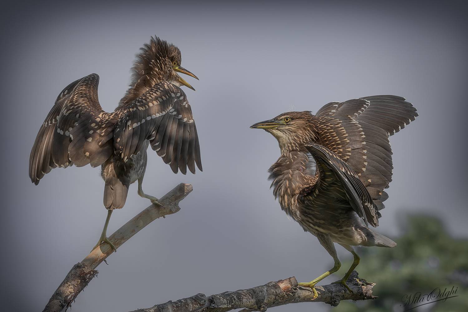 Автор: Оджи Мила , Оджи Мила