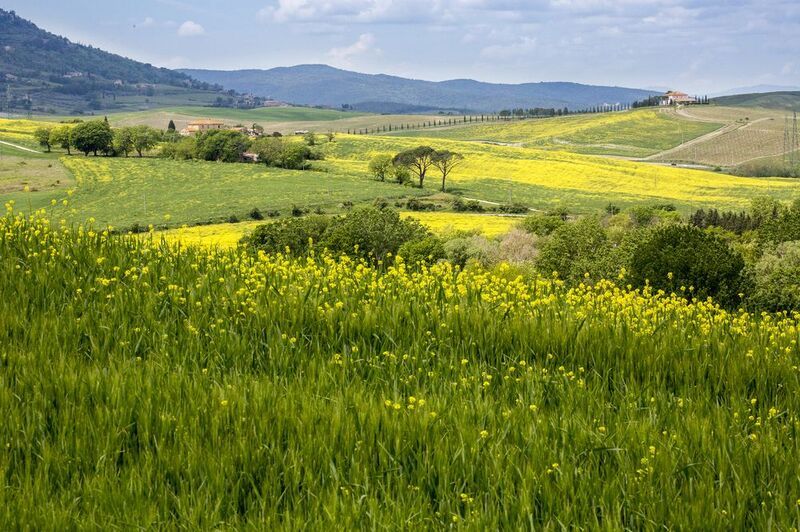 Тоскана весенняя. Неподалёку от Монтальчиноphoto preview