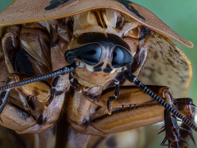 ИСЧАДИЕ АДА.photo preview