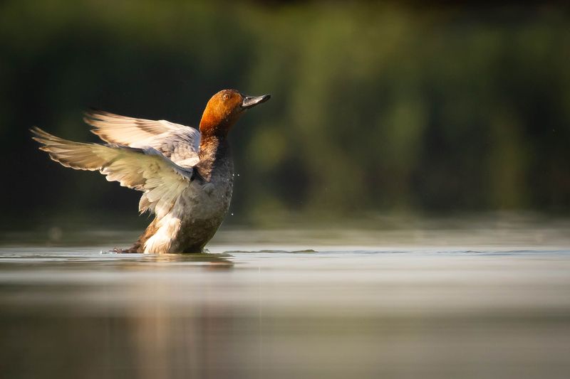 Polák velkýphoto preview