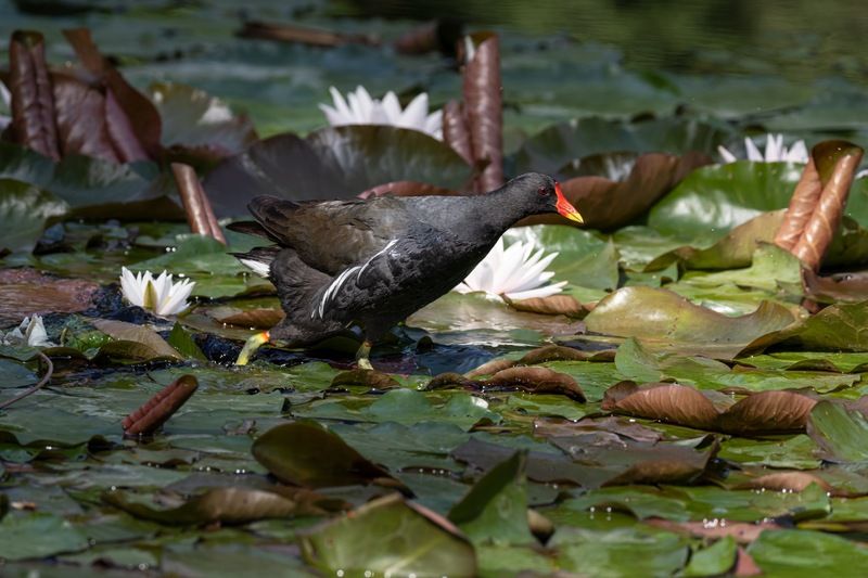кувшинка, камышница, пруд, птицы Камышницаphoto preview