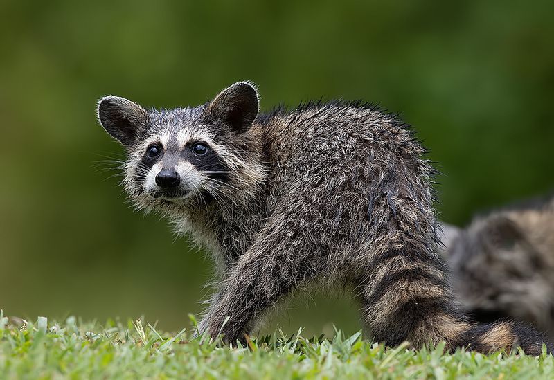 енот обыкновенный, енот-полоскун, raccoon, енот, дикие животные, животные, animals Young Raccoon. Малыш -Енот-полоскунphoto preview