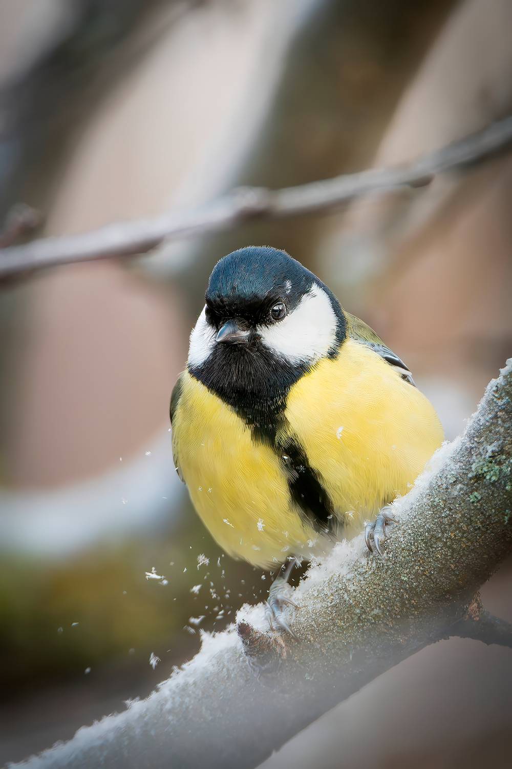 , Молодкин Дмитрий