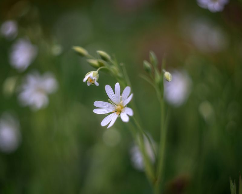 звездчатка, цветы, природа, флора, весна Звездчатка болотная фото превью