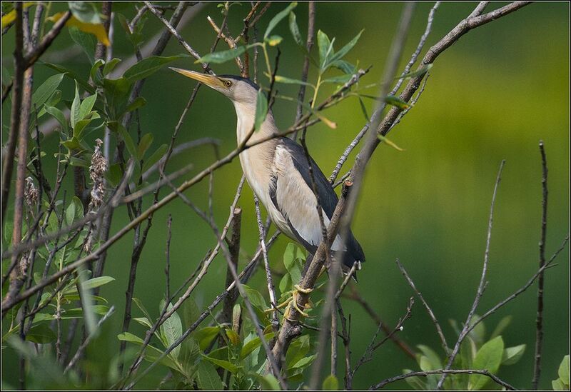 москва, июль, парк, пруд, волчок, птица *  *  *photo preview