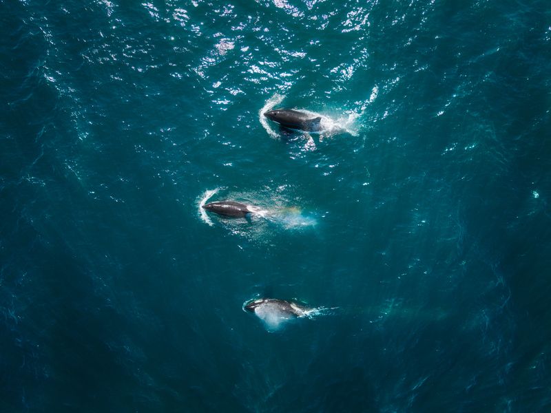 Косатки у берегов Камчаткиphoto preview