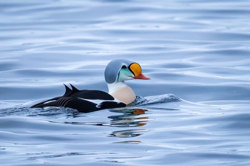 гребенушка, гага-гребенушка, гага, утка, птицы, животные, somateria spectabilis Гага-гребенушка фото превью