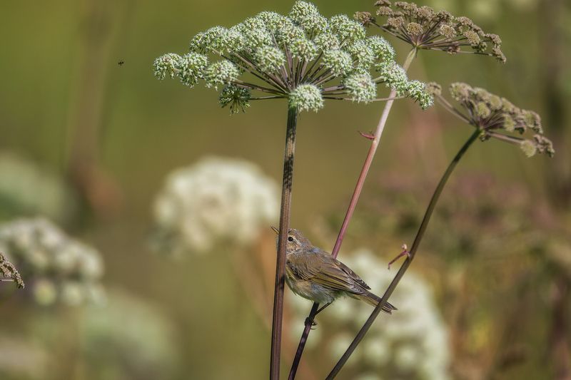пермский край, птицы, пеночка, пеночка-теньковкиа, фотоохота Охота пеночки-теньковки фото превью