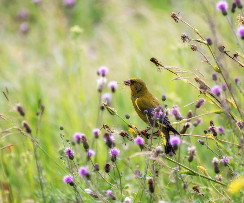 птица, зеленушка, луг, Зеленушка на лугу. (2 ФОТО)photo preview