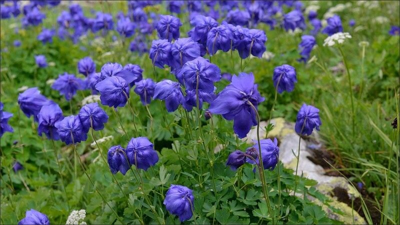 ергаки Водосборыphoto preview