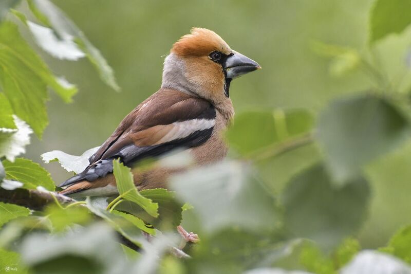 Дубоносphoto preview