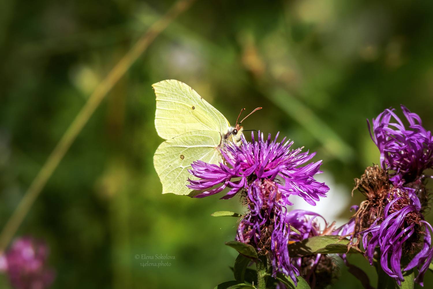 Лимонница крушинная. Автор: Соколова Елена бабочка, лимонница, Соколова Елена