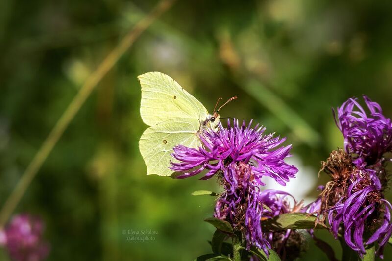 бабочка, лимонница Лимонница крушинная фото превью