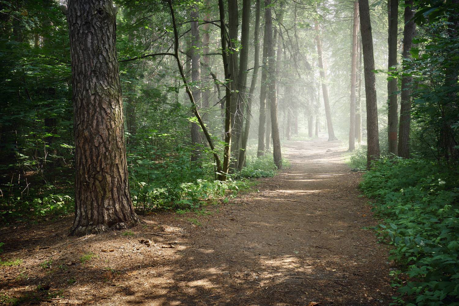 лес, деревья, листва, свет, Валерий Вождаев