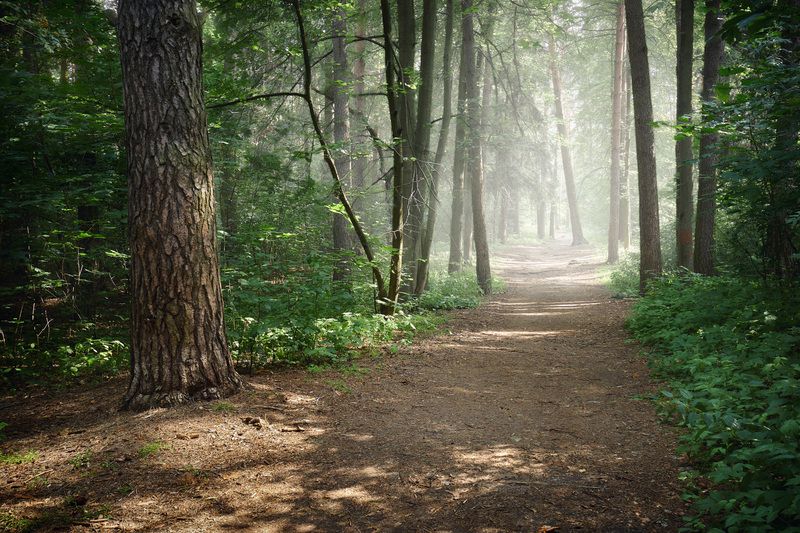 лес, деревья, листва, свет В летнем лесуphoto preview