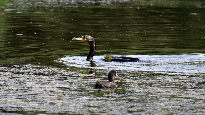 листопад Закаливание воздухомphoto preview