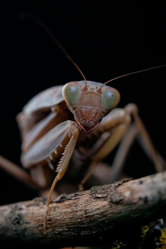 Mantis religiosaphoto preview