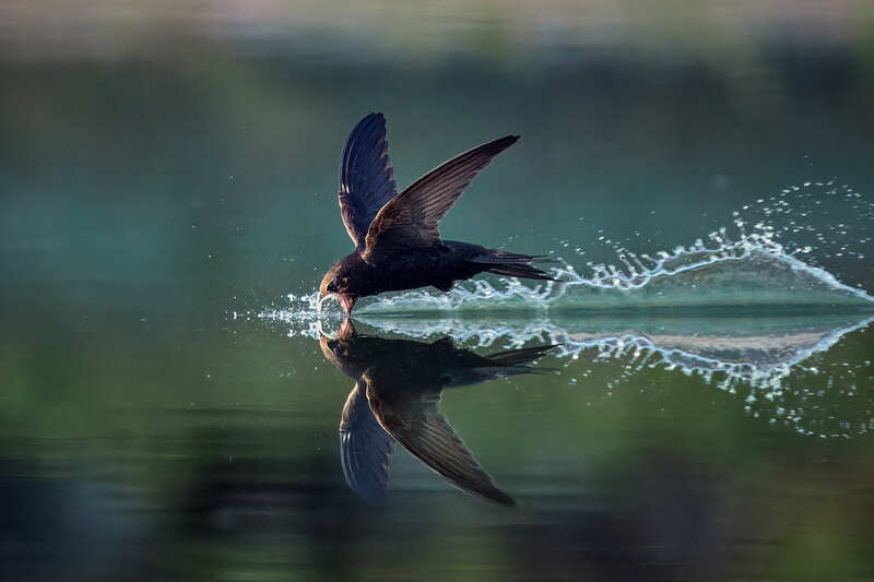 черный стриж полет птица Черный стрижphoto preview