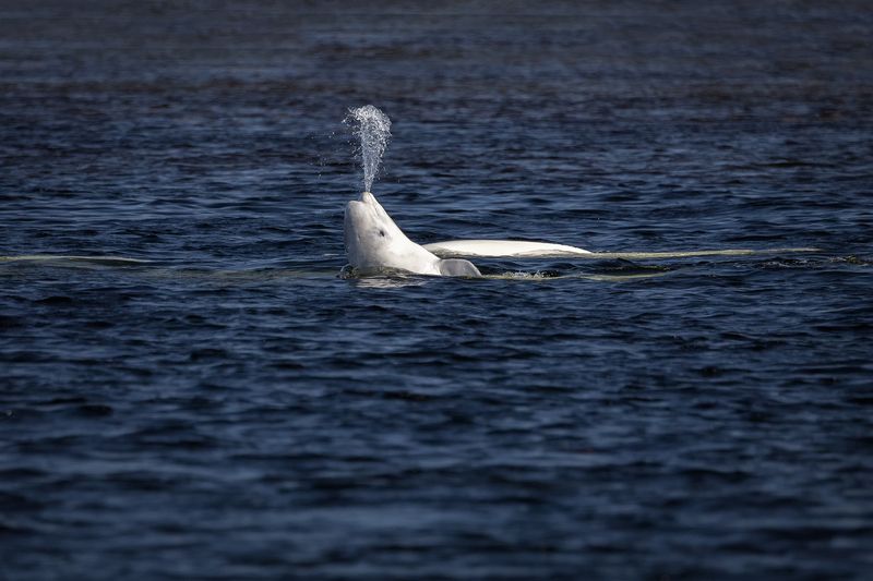 Соловки Белухиphoto preview