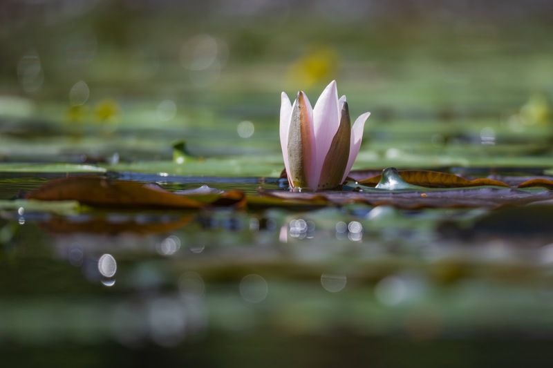 кувшинки, нимфеи, кувшинка, пруд, нимфея Кувшинкаphoto preview