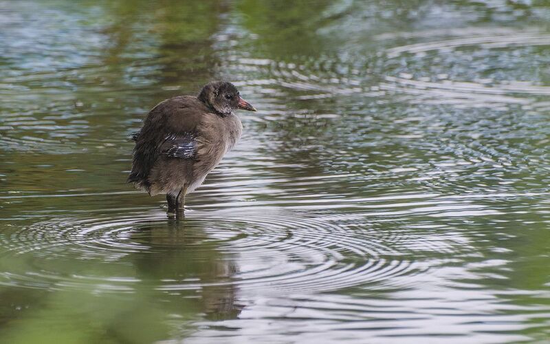 птица, птенец, камышница Птенец камышницыphoto preview