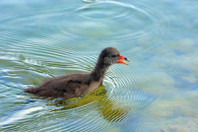 *Ма-ааама!...photo preview