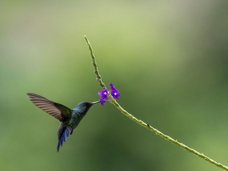 Blue-vented Hummingbirdphoto preview
