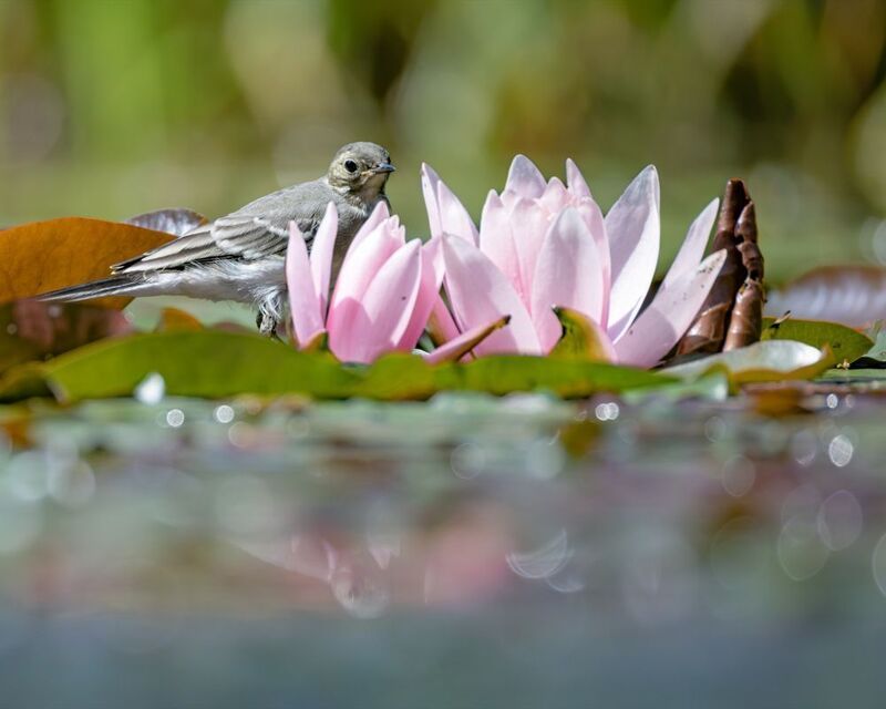 трясогузка,кувшинка,кувшинки,пруд,нимфея Отражениеphoto preview