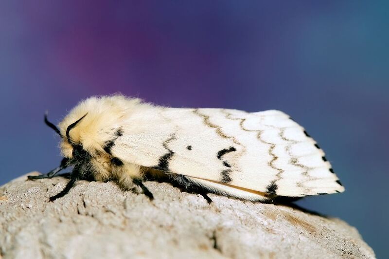 макрофото, макрофотографии, фотомакро, насекомые, макромир, макрофотограф, макроаддикт, макро_мир, naturelovers, naturelover, naturephotography, macrolove, macro_love, biodiversity, macrophotography, macro, macronature, entomology, arthropods, arthropod,  Lymantria dispar фото превью