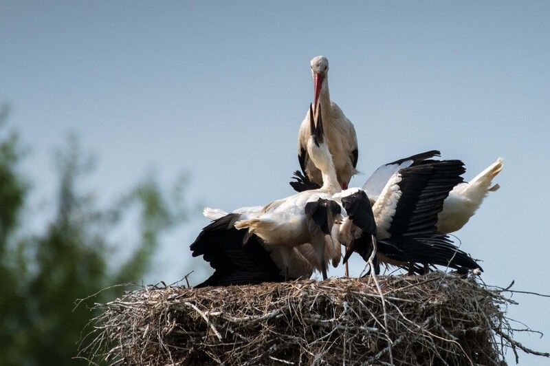 *** фото превью