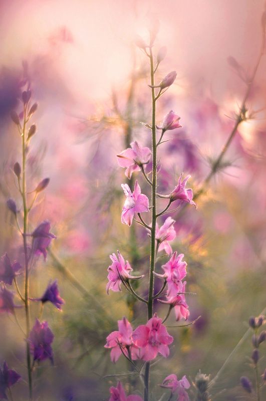 природа, рассвет, цветы, сад, лето, дельфиниум  Летнее утро photo preview