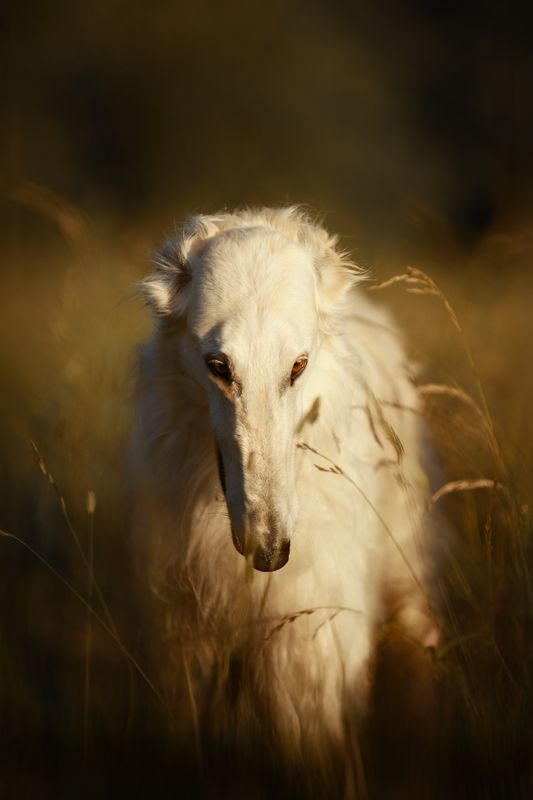 Galgo de Rusophoto preview